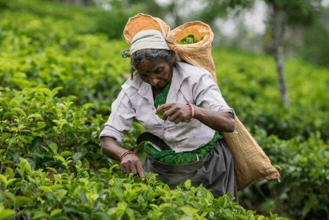 What Does “Organic Tea” Really Mean?