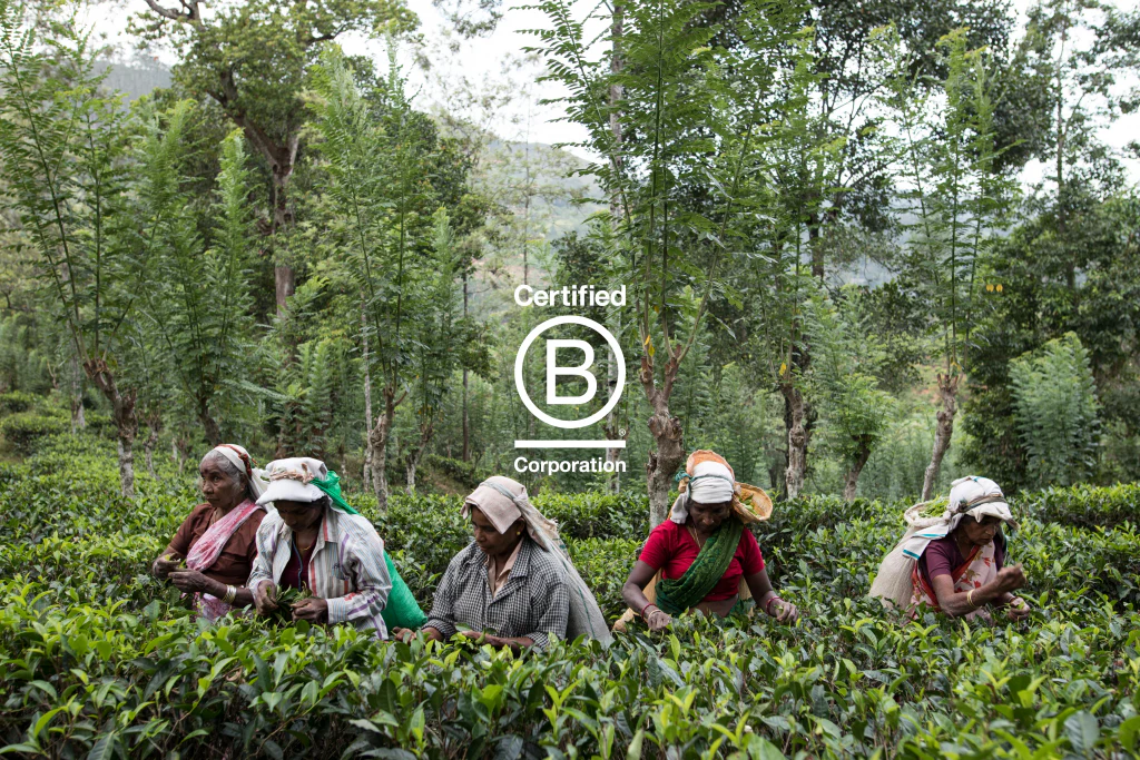 What Is Tea Traceability?