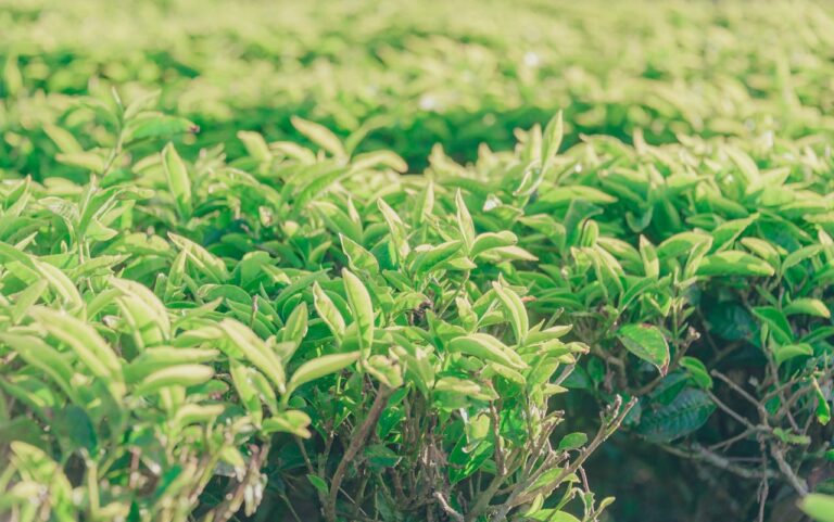 From Farm to Cup: Why Traceability Matters in Tea